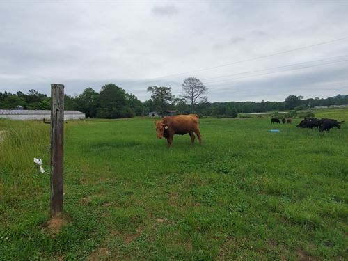 Alabama Pasture Land For Sale Landflip