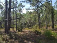 .23 Acres of Freedom : Lake Placid : Highlands County : Florida