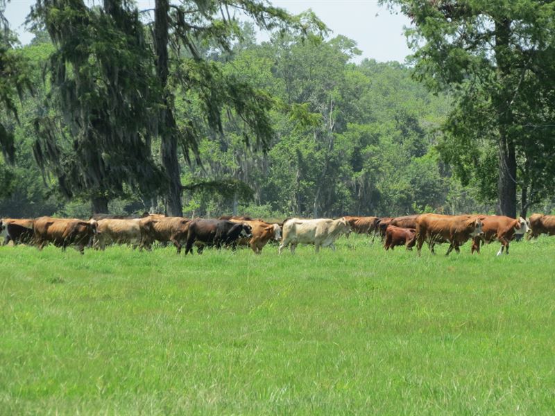 1200+/- Ac Cattle Farm : Land for Sale in Houma, Terrebonne Parish ...