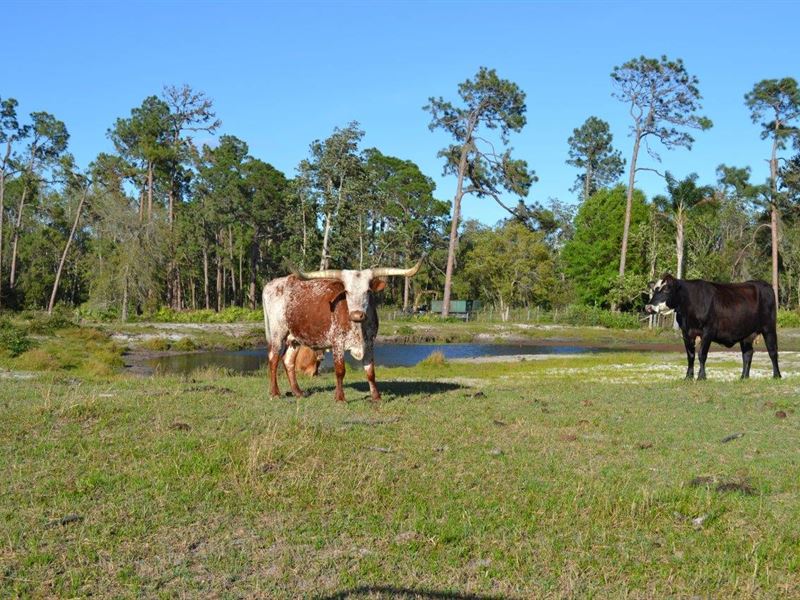 Frostproof Ranch : Land for Sale in Frostproof, Polk County, Florida ...