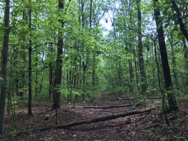 90+/-Acres Beautiful Mature Woods : Land for Sale in Monteagle, Marion ...