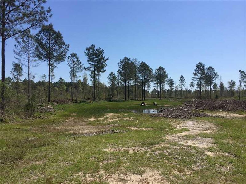 Ansley Tract, Jackson Parish, 51 Ac : Ruston : Jackson Parish : Louisiana