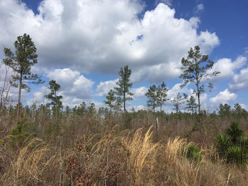 Wolf Creek Tract, Jackson Parish, 7 : Jonesboro : Jackson Parish : Louisiana