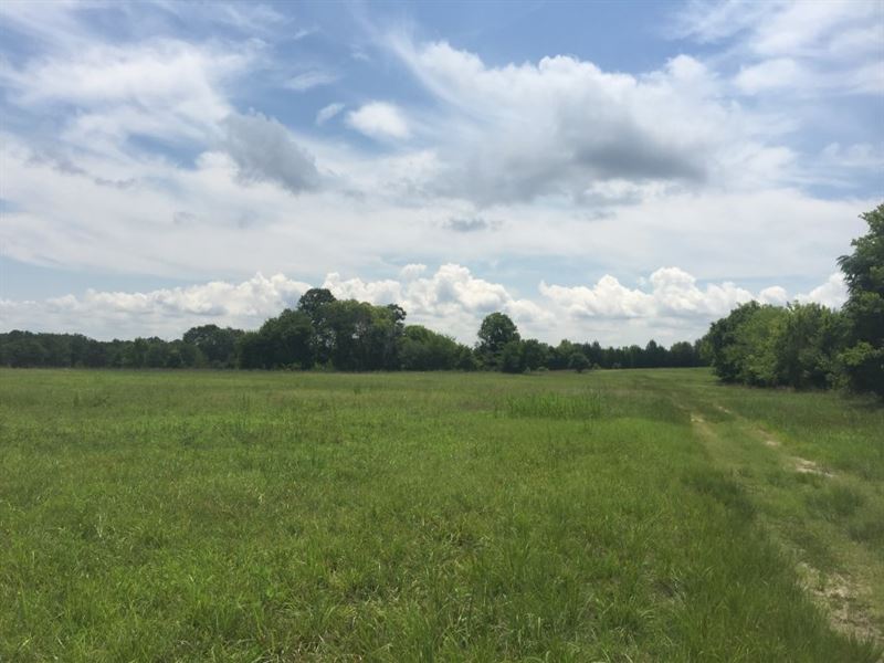 Estes Farm 387 : Land for Sale in Winnsboro, Fairfield County, South ...