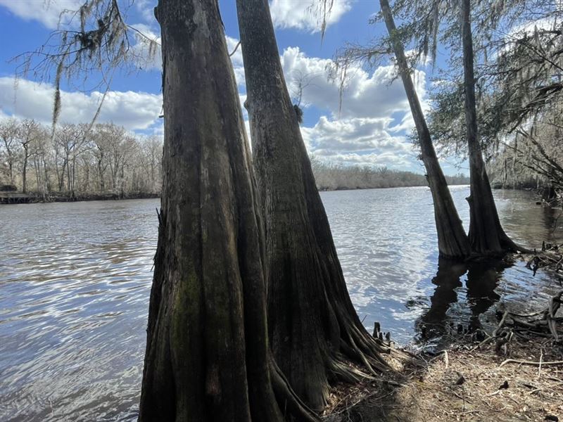 Suwannee River Dreams : Old Town : Dixie County : Florida