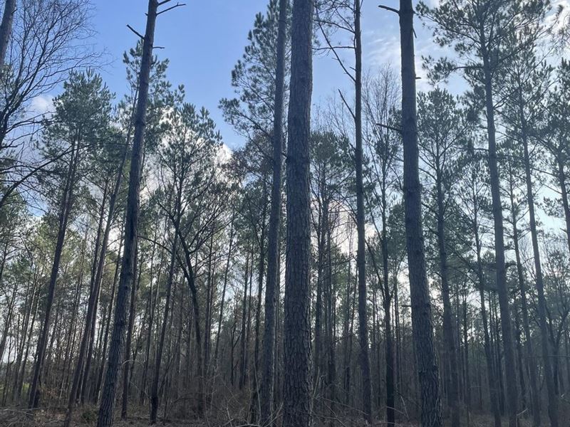 North Blanchard Timber Tract, Caddo : Blanchard : Caddo Parish : Louisiana