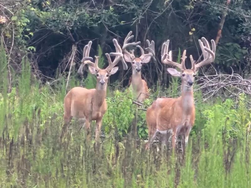 Turn Key Whitetail Hunting Preserve : Union Springs : Macon County : Alabama