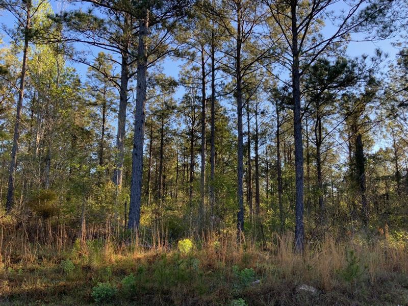 The Homestead on Blade Loop, Lasall : Jena : Lasalle Parish : Louisiana