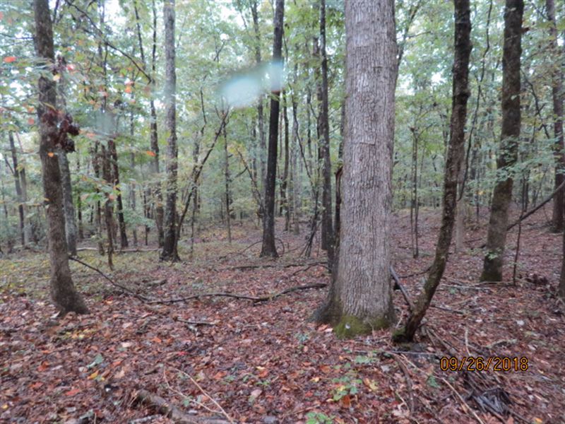 Foreclosed Hunting Land Alabama