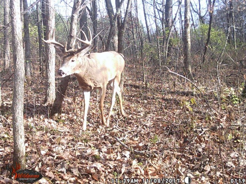 Whitetail Deer Hunting Land Land for Sale in Readstown, Vernon County