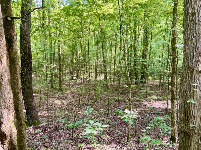 Unrestricted 5 Acre Lot Near Kentuc : Waverly : Humphreys County : Tennessee