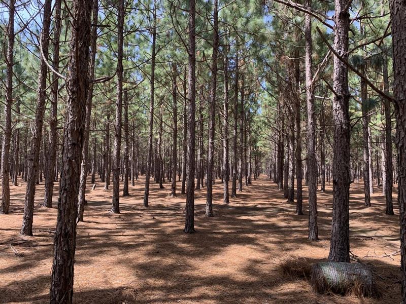 Pine Straw & Hunting Land : Marion Junction : Dallas County : Alabama