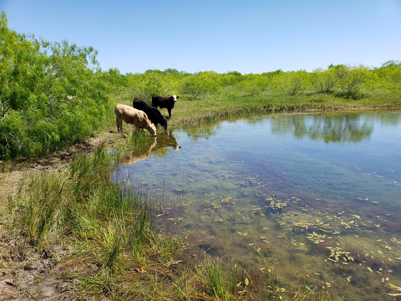 Beautiful Texas Land with Pond : Mustang Ridge : Caldwell County : Texas