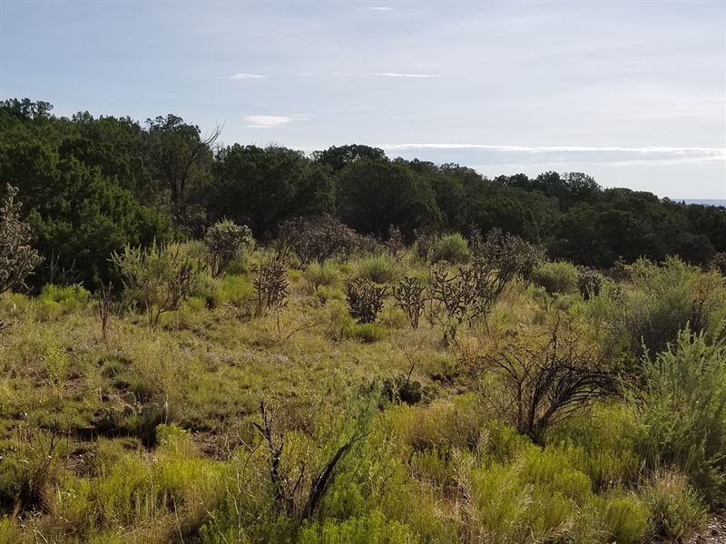 Edgewood NM Acreage Quiet Peaceful : Land for Sale in Edgewood, Santa