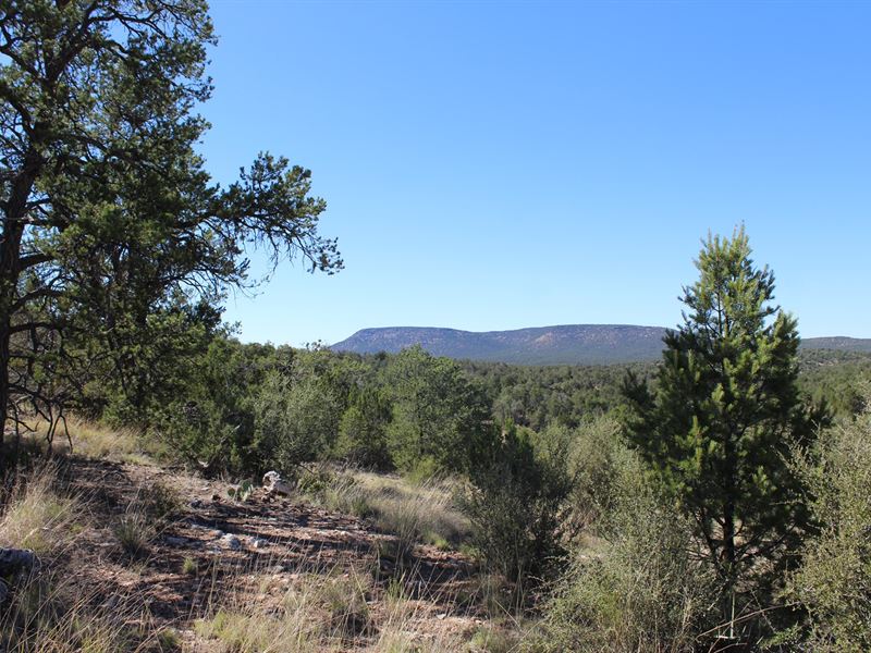 Sale Off-Grid Seligman Hunting Land : Seligman : Yavapai County : Arizona