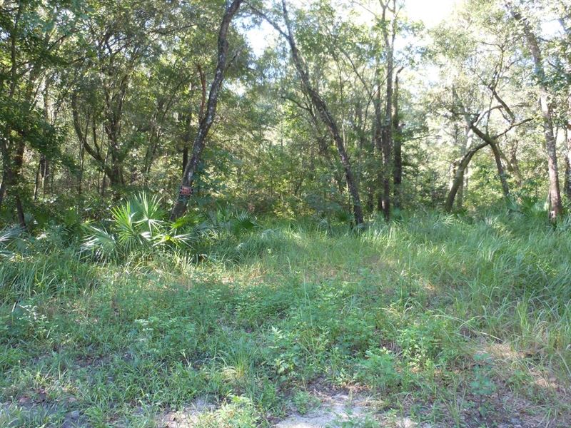 Beautifully Wooded Parcel Lots : Land for Sale in Mayo, Lafayette ...