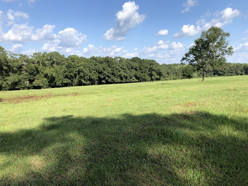 115 +/- Acres in Geneva County, AL : Land for Sale in Coffee Springs ...