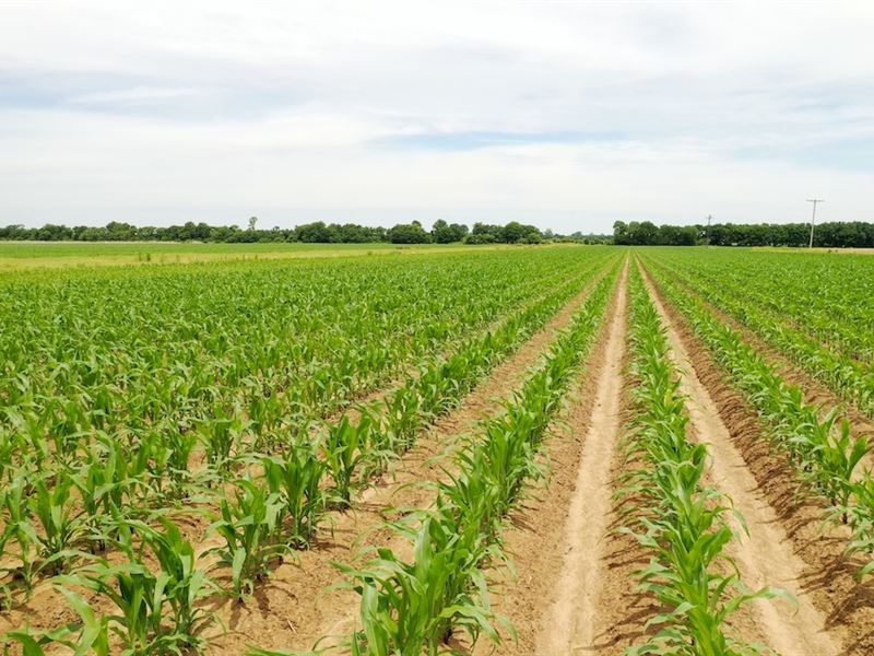 The Homeplace Farm : Blakemore : Lonoke County : Arkansas