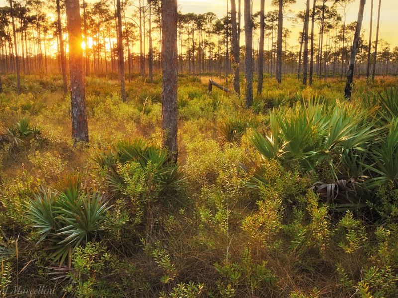 1 Acre, The Preserves : Frostproof : Polk County : Florida