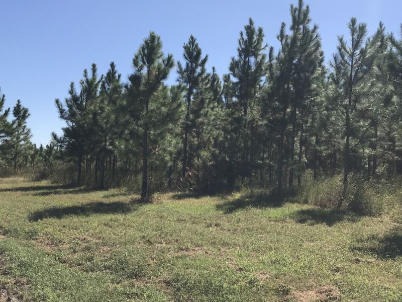 Planted Slash Pine Timber Investmen Land for Sale in Abbeville