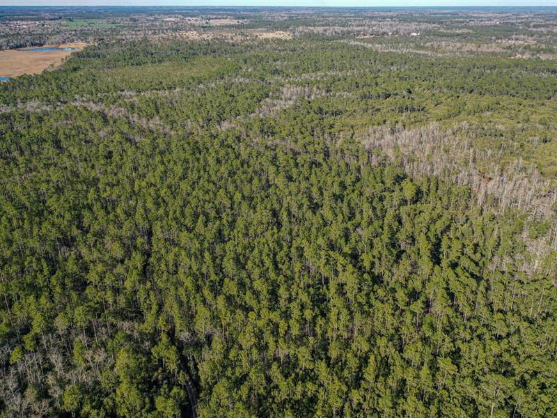 Secluded Wildlife 80 Acres : Moss Point : Jackson County : Mississippi