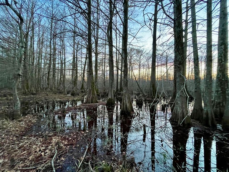 337 Acres of Fine Hunting Land : Forest : West Carroll Parish : Louisiana