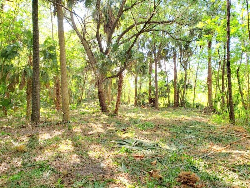 Orange Lake 3 Acres : Citra : Marion County : Florida