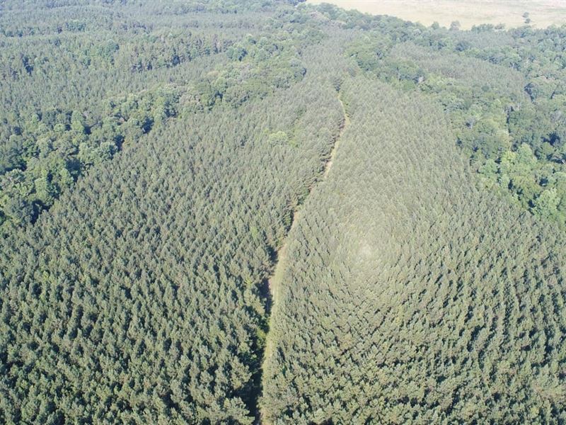 205 Acres Lowndes Co Three Run : Fort Deposit : Butler County : Alabama