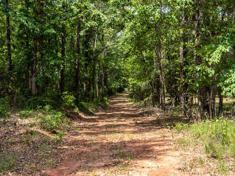 60 Acres Hunting Land for Sale, Land for Sale in Alabama, 241011