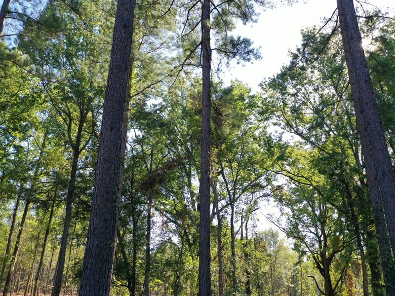 O'quinns Pond Farm, 5.45 Acre Lot : Milledgeville : Baldwin County : Georgia