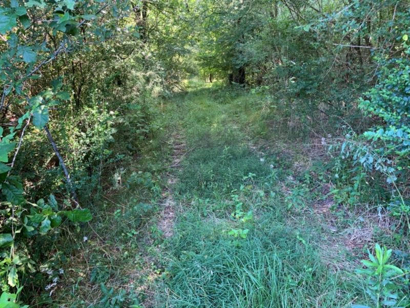 72 Acres in Scott County in Forest, Land for Sale in Mississippi