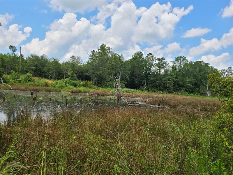 Waller Road Tract : Land for Sale in Minter, Lowndes County, Alabama ...