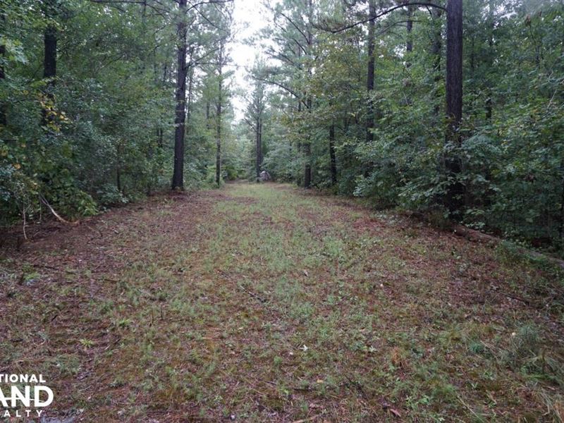 Romulus Road Timber & Hunting Tract : Land for Sale in ...