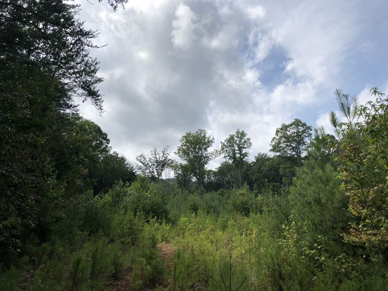 Land Bordering National Forest, Land for Sale in 252917