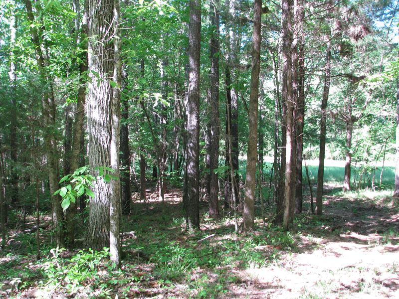 Great Hunting and Timber Investment : Land for Sale in Grove Hill ...