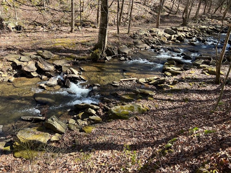 Wooded Acreage on Clear Creek : Ellijay : Gilmer County : Georgia