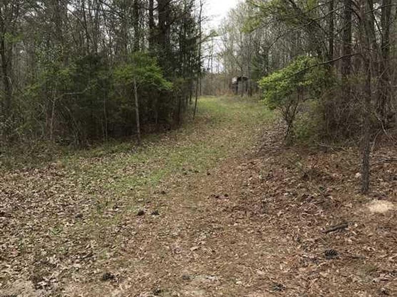 115 Acres of Prime Hunting Land : Brandon : Rankin County : Mississippi