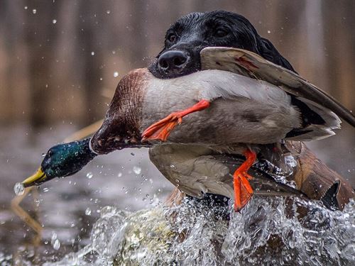 Arkansas Duck Land For Sale