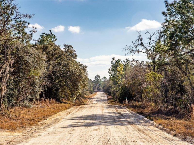 1.25 Acres in Williston, FL, Land for Sale by Owner in Florida, 266955