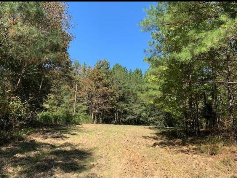 144.5 Acres In Attala County In Sal : Land for Sale in Sallis, Attala ...