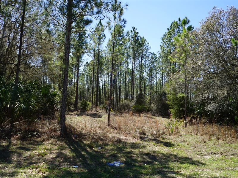 Rosewood Forest, Land for Sale in Florida, #273256 : LANDFLIP