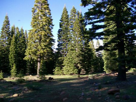 California Pines Paradise, Land for Sale by Owner in California, #27645 ...