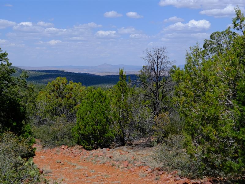 A Slice of Heaven : Seligman : Yavapai County : Arizona