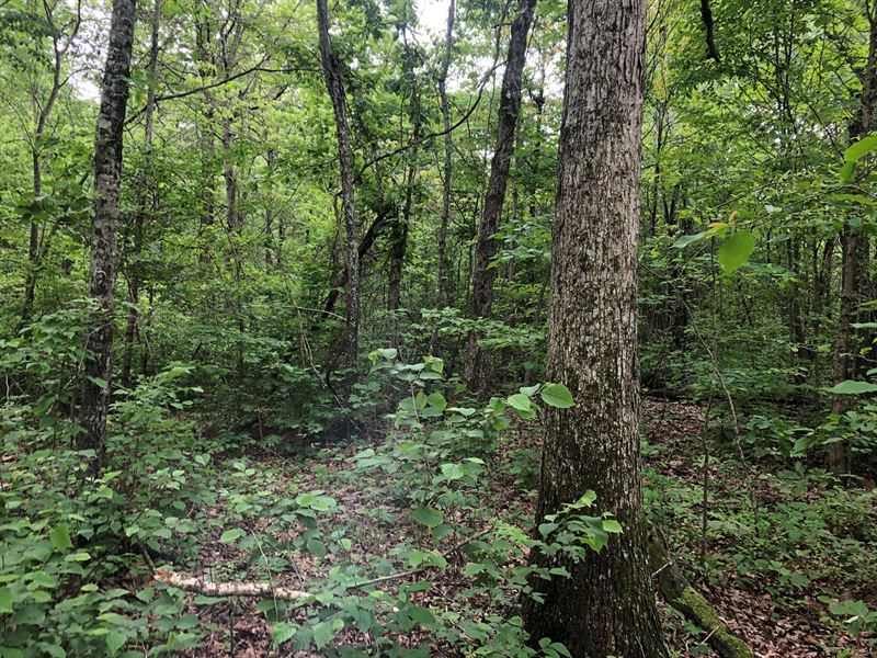 Arkansas Land 20 Acres Woods Land for Sale in Maynard, Randolph