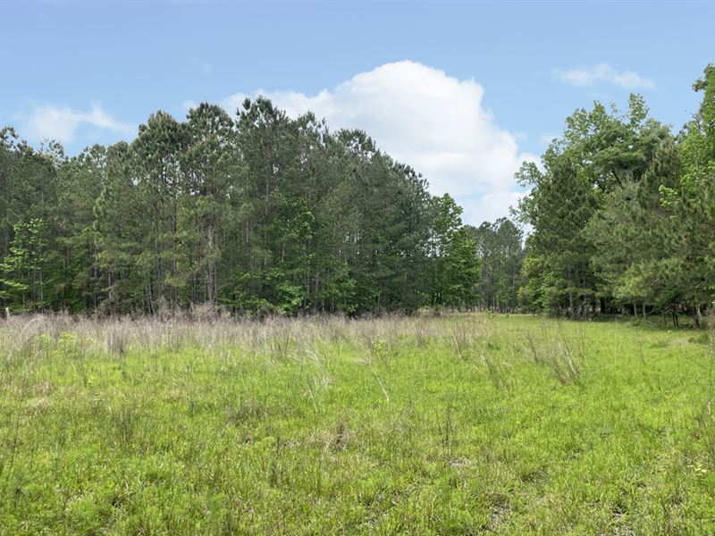 20 Acres with Pond : Brooksville : Hernando County : Florida