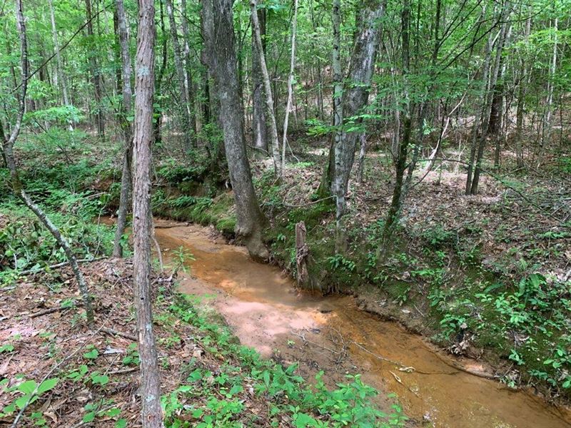 36 Acres with Development Poten : Cottondale : Tuscaloosa County : Alabama