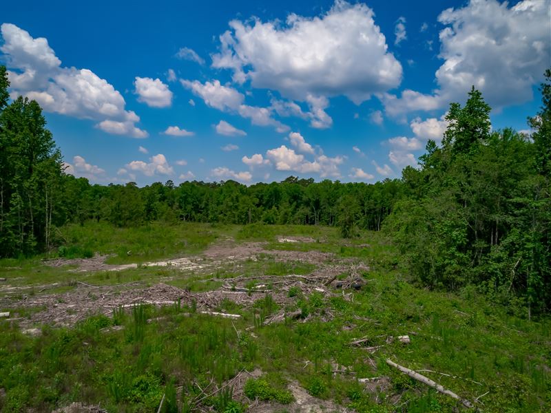 Secluded Bookman Road Tract : Elgin : Kershaw County : South Carolina