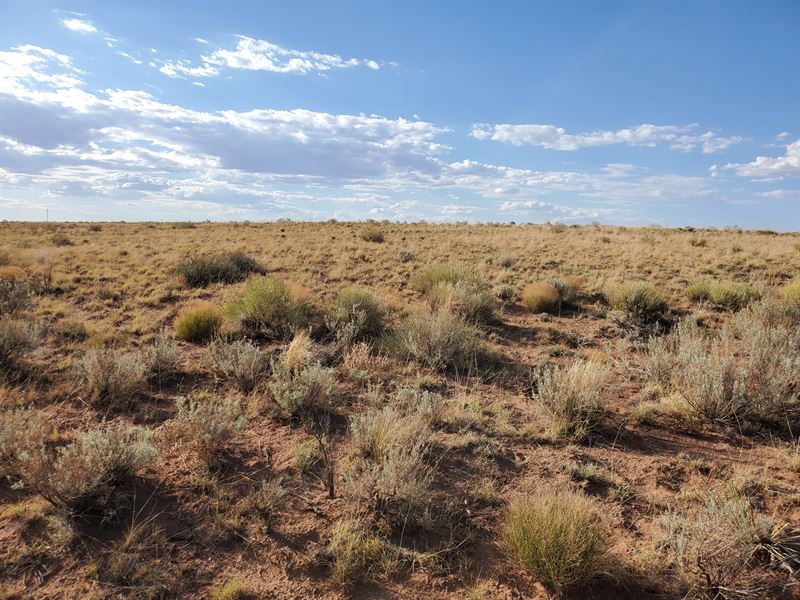 One Acre, Petrified Forest Estates : Hollbrook : Apache County : Arizona