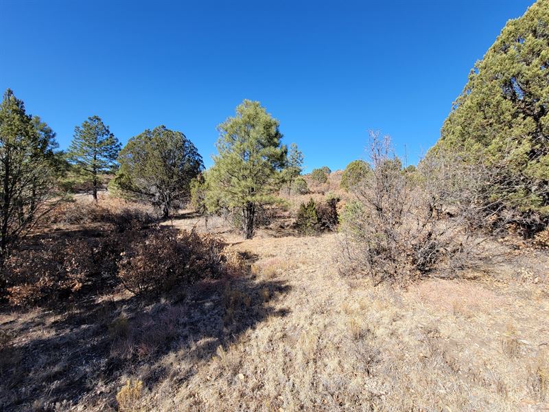 Live Below The Radar in New Mexico : Timberon : Otero County : New Mexico