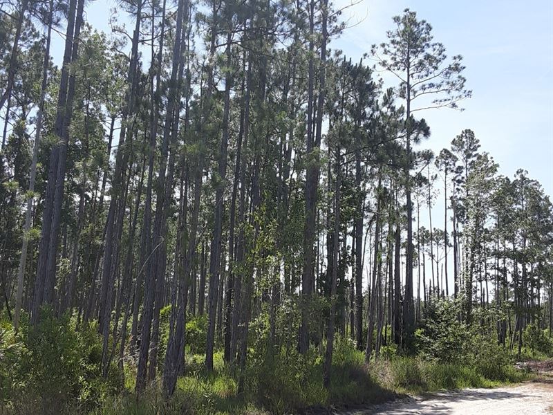 1.25 Acres for Sale in Palatka, FL : Palatka : Putnam County : Florida